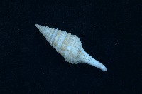 藏品(金絲捲管螺)的圖片